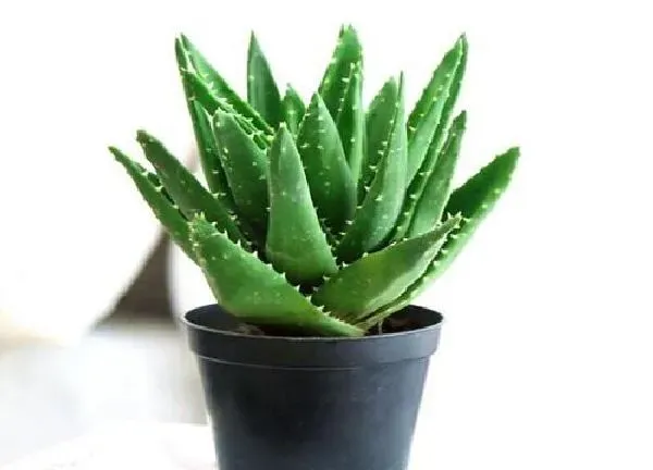 植物换土|芦荟怎么换土换盆