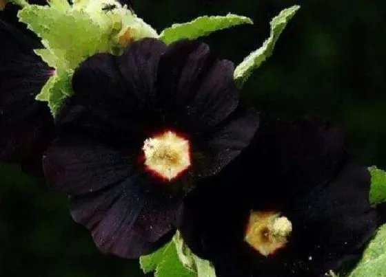 花卉百科|代表恶魔的花 什么花被称为恶魔之花