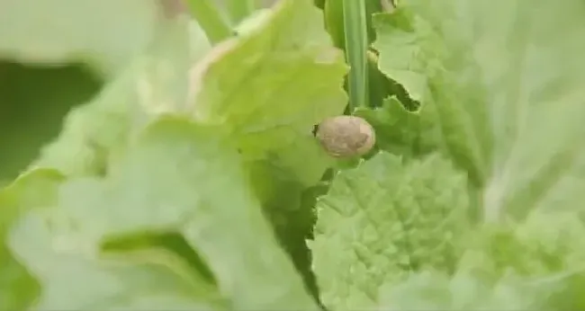 植物虫害|大白菜常见的虫害有哪些（小白菜虫害最佳防治方法）