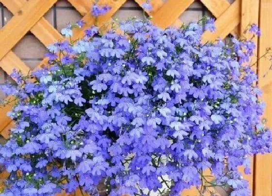 植物播种|六倍利什么时候播种好
