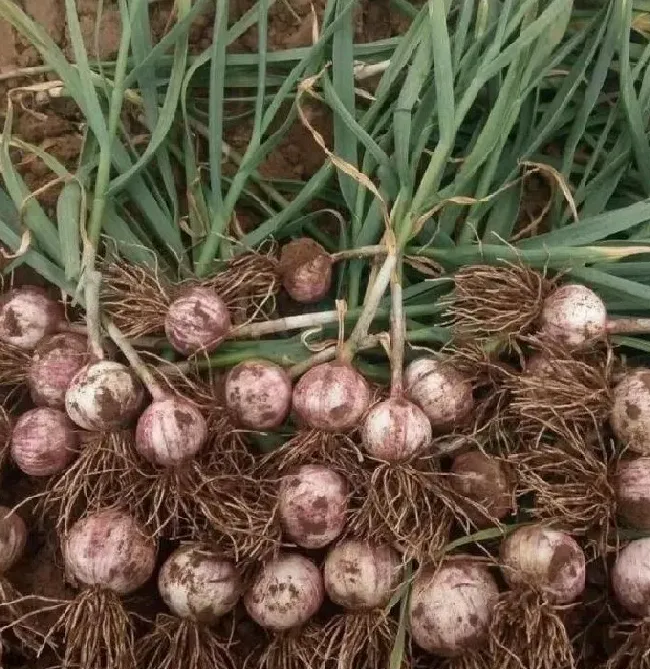 植物百科|独头蒜种下去长出来的还是独头蒜吗（独头蒜怎么种出来的）