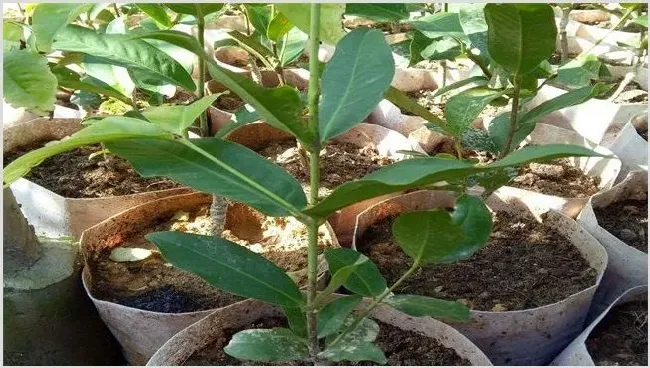 莲雾繁殖方法 | 农业技术