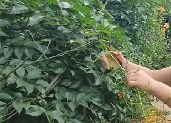 植物修剪|凌霄花什么时候剪枝合适