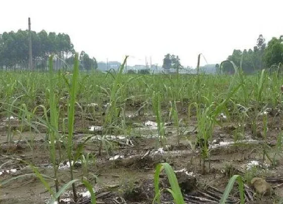 种植管理|甘蔗是怎么种植才能又脆又甜，甘蔗种植方法与栽培技术）