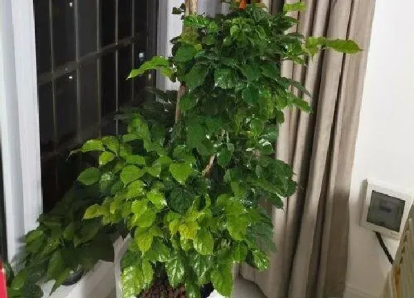 植物浇水|绿宝夏天多久浇一次水