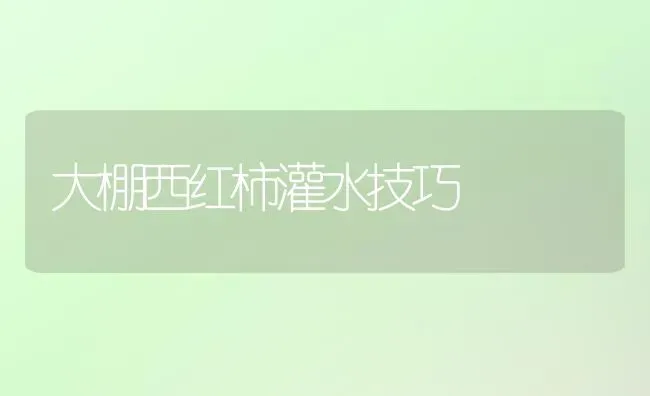 大棚西红柿灌水技巧 | 蔬菜种植
