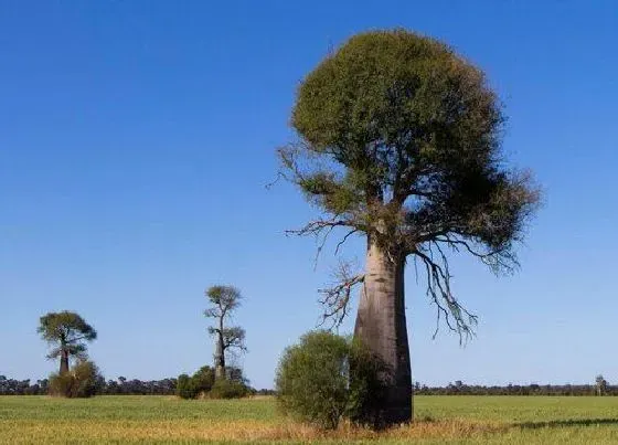 植物百科|猴面包树属于什么植物类型