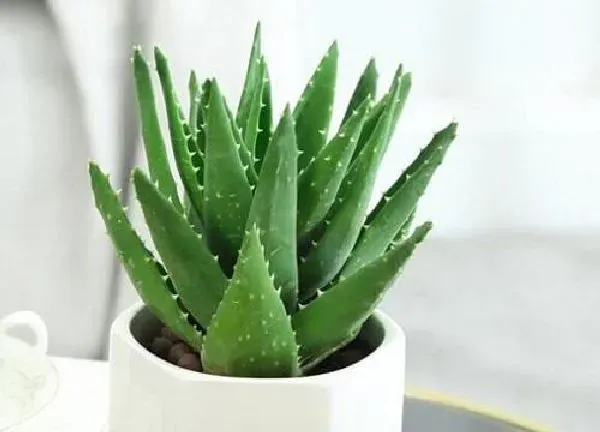 植物换土|芦荟怎么换土换盆