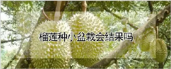 榴莲种小盆栽会结果吗 | 农业技术