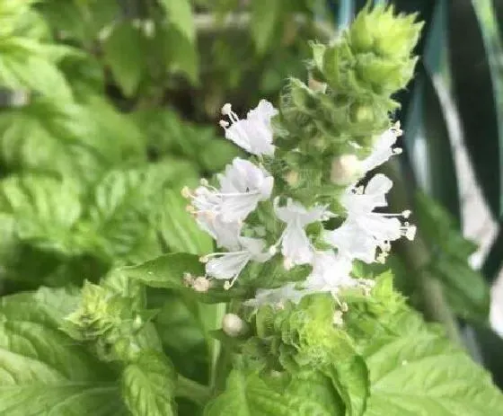 植物百科|薄荷会开花吗 开花的颜色与样子