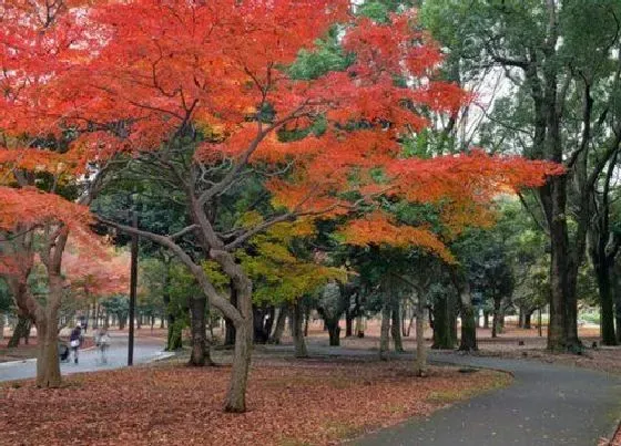 生长环境|枫树的生长环境及生长地方条件