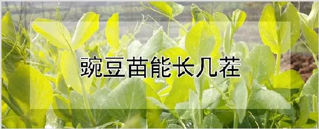 豌豆苗能长几茬 | 种植技术