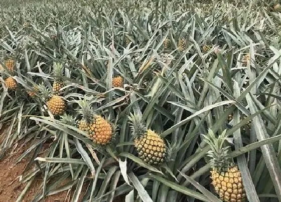 植物百科|菠萝开花吗 开什么样的花