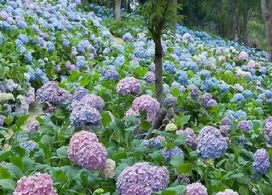 开花时间|紫阳花什么时候开花 开花时间几月