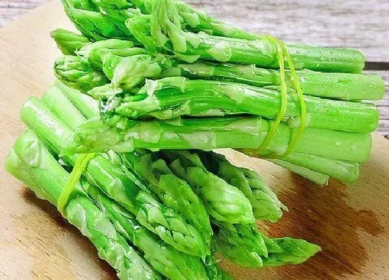 果实保存|芦笋怎么保存时间长