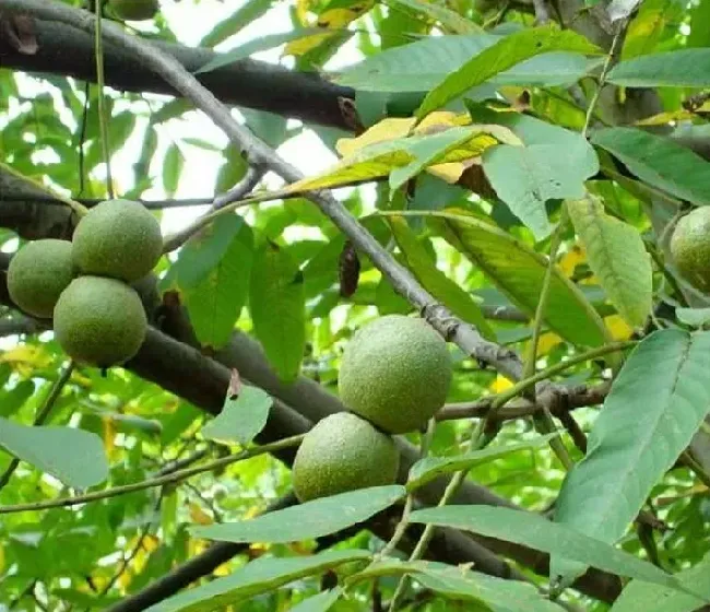 核桃落果的原因及预防措施介绍 | 种植技术