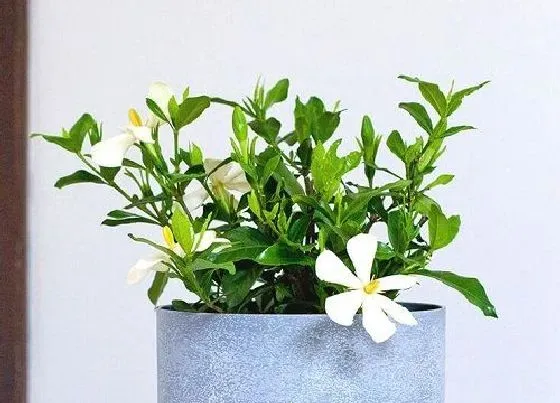 冬天植物|栀子花耐冻吗 冬天怕不怕冻