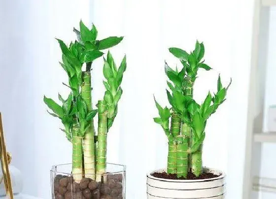 植物招财|金命人养什么植物旺财