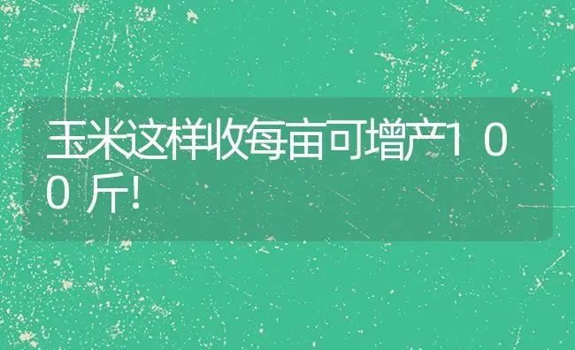 玉米这样收每亩可增产100斤！ | 粮油作物种植