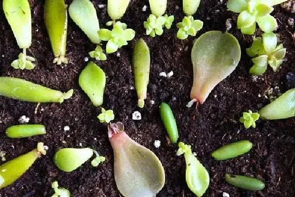 植物移栽|多肉怎么分株图解 分株时间及繁殖方法