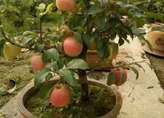 果实科普|盆栽苹果几月份开花结果
