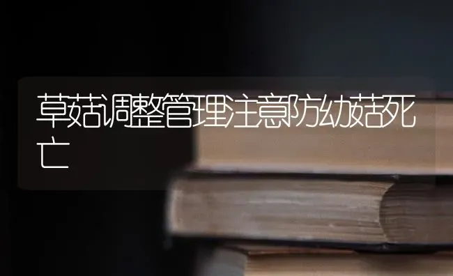草菇调整管理注意防幼菇死亡 | 食用菌种植