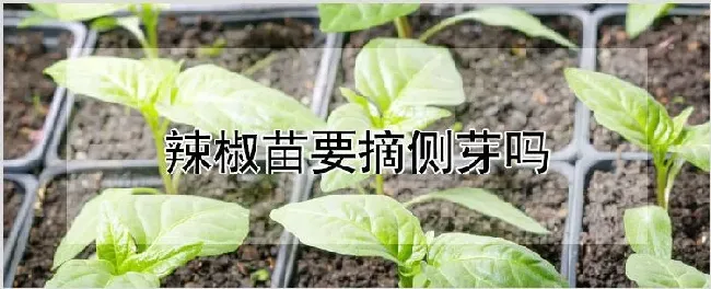 辣椒苗要摘侧芽吗 | 农业科普