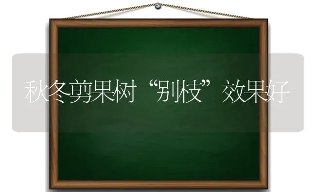 秋冬剪果树“别枝”效果好 | 瓜果种植