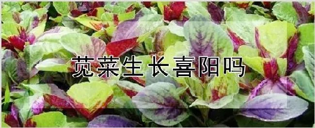 苋菜生长喜阳吗 | 养殖技术