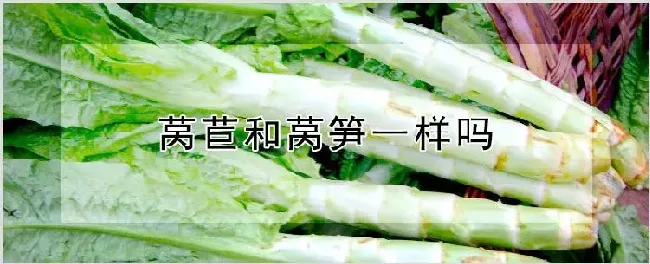 莴苣和莴笋一样吗 | 农业科普