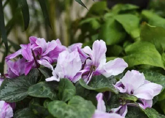 花语|紫色百合花代表什么意思