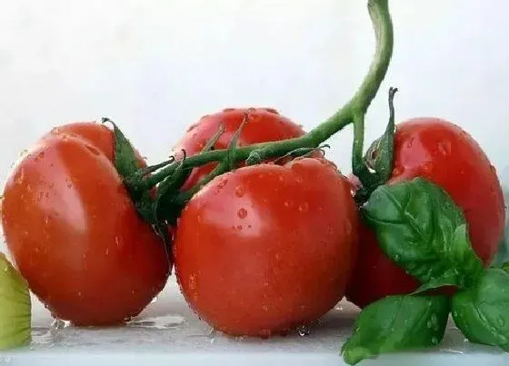 种植管理|西红柿什么季节种植合适