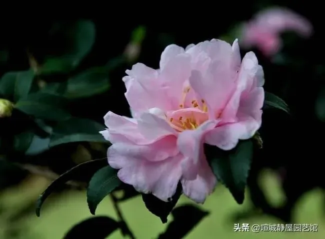 植物施肥|茶花开花过后施什么肥，茶花花期后怎样施肥开花多）