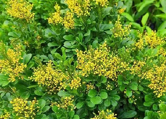 植物百科|米兰开花吗 一般多久开花一次