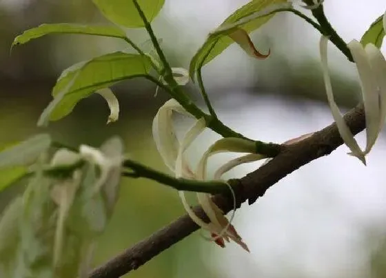 开花时间|黄果树什么时候开花