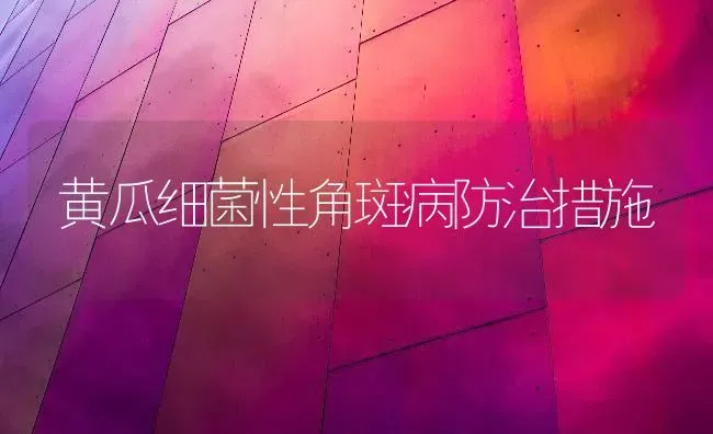黄瓜细菌性角斑病防治措施 | 蔬菜种植