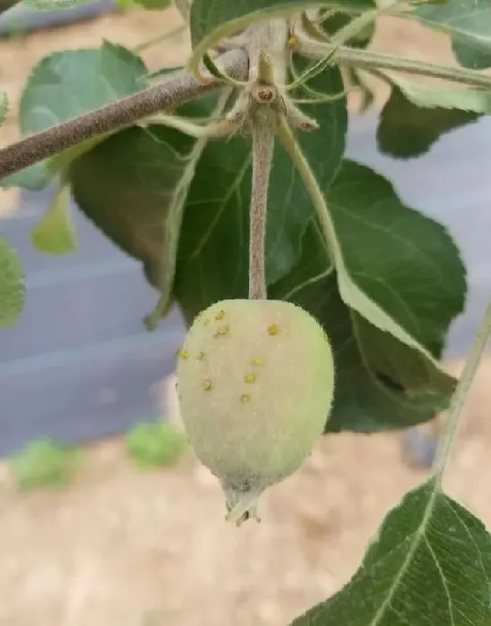 植物病害|苹果的果锈是什么原因引起形成的（果锈发生的原因及对策）