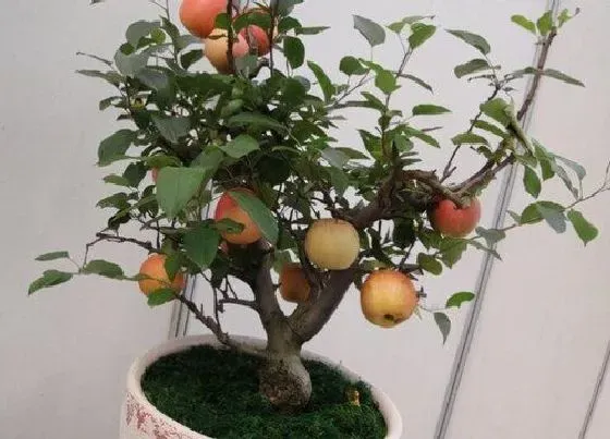 果实科普|盆栽苹果几月份开花结果