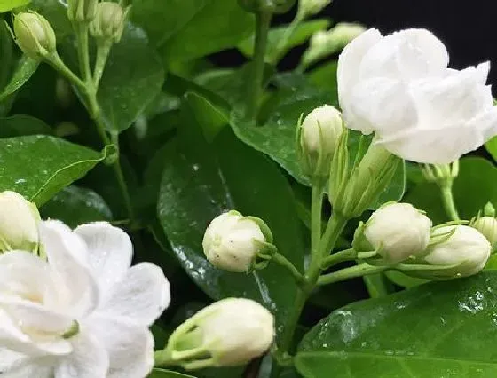 花朵诊疗|茉莉花促花方法与技术要领 人工催花技巧