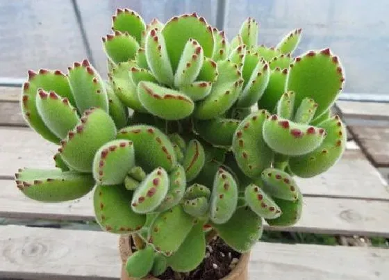 植物施肥|熊童子喜肥吗 喜欢施什么肥料