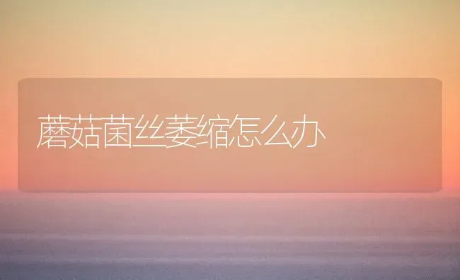 蘑菇菌丝萎缩怎么办 | 食用菌种植