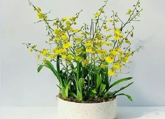 鲜花|跳舞兰怎么醒花 跳舞兰鲜花醒花方法