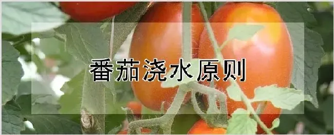 番茄浇水原则 | 耕种资料