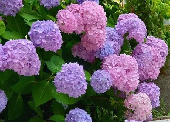 冬天植物|绣球怕冻吗