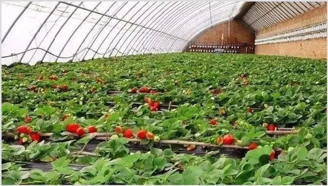 无公害草莓生产标准 | 自然知识