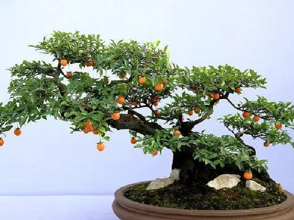 植物浇水|金弹子浇水时间 浇水的正确方法和注意事项