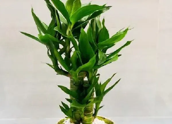 养殖方法|水培荷花竹的养殖方法和注意事项
