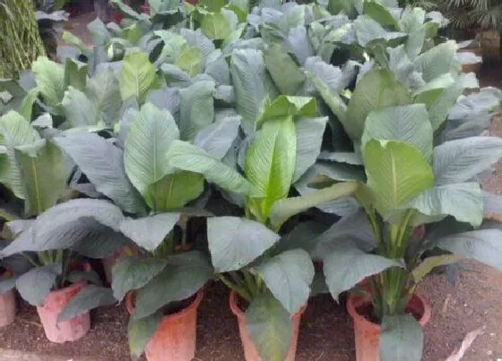 植物百科|绿巨人开花吗 开花什么样子