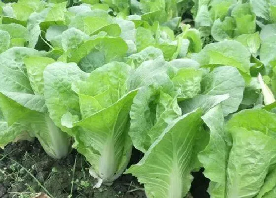 种植管理|适合夏天种植的蔬菜有哪些，夏季可以种什么农作物和蔬菜）