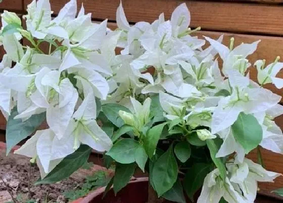 植物百科|十一月的花卉有哪些